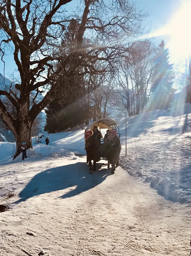 Horse and carriage in the sun on a snowy road