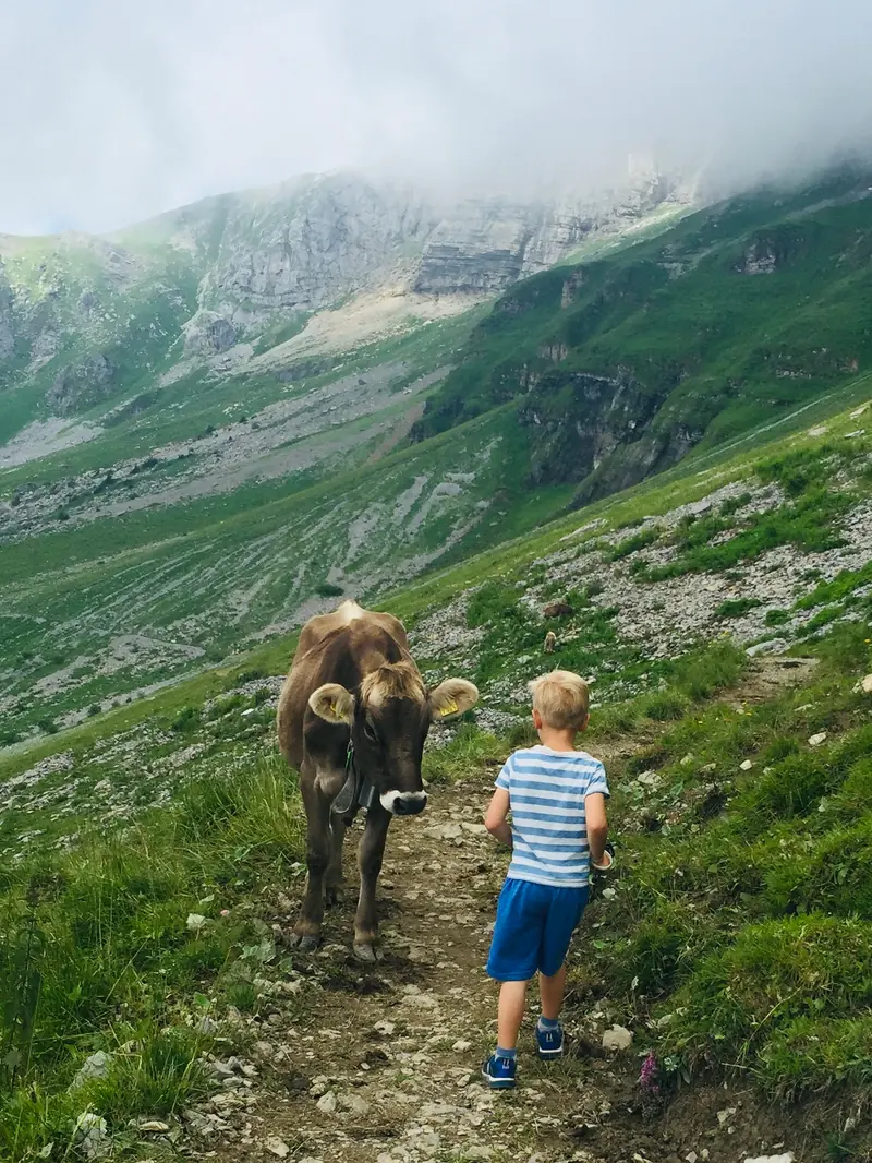 A child follows a cow along a mountain path