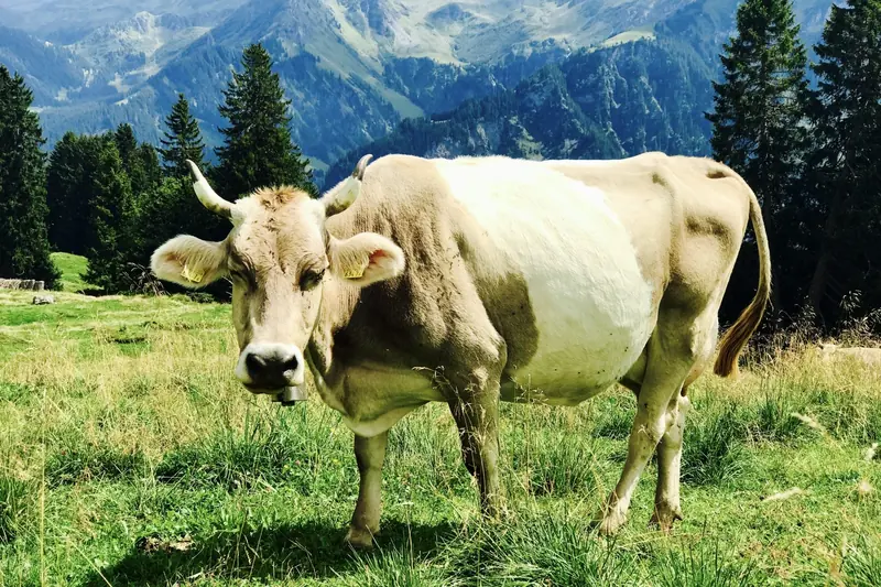 A cow in the mountain meadow