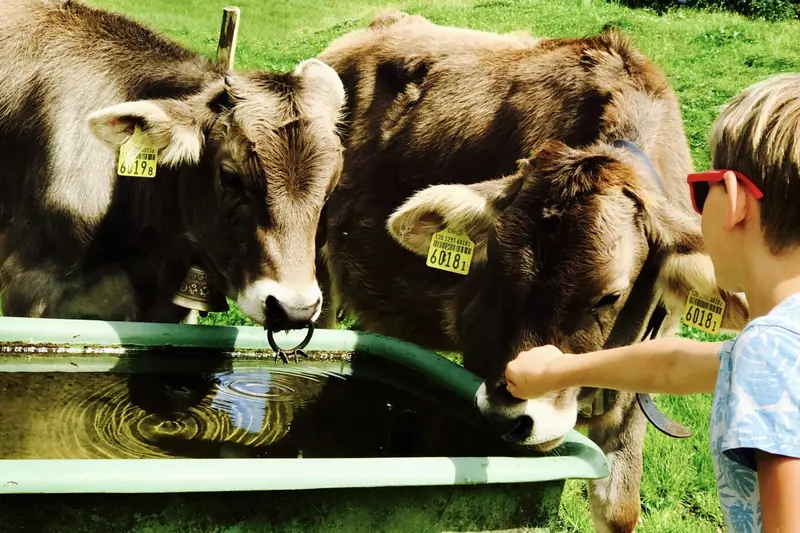 A child strokes a cow at the water trough
