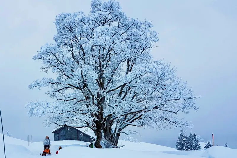 A large frosted tree, a barn and a sledge in the snow