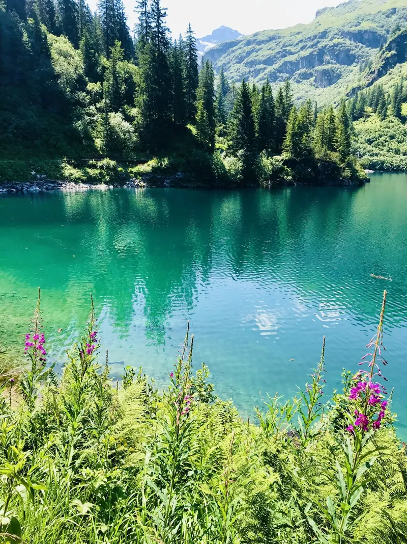 A green mountain lake with pink fireweed on the shore