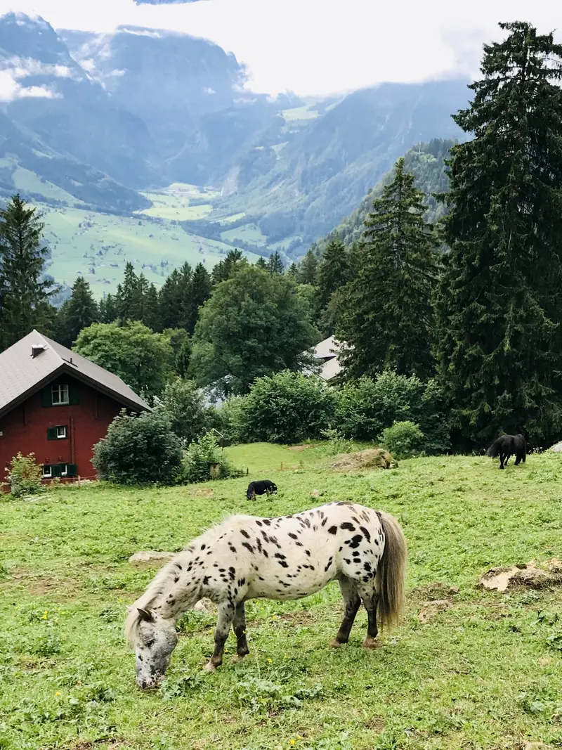 A spotted pony grazing, a red chalet behind