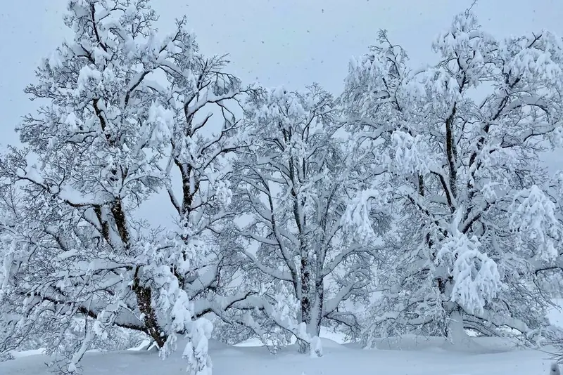 Trees heavy with fresh snow