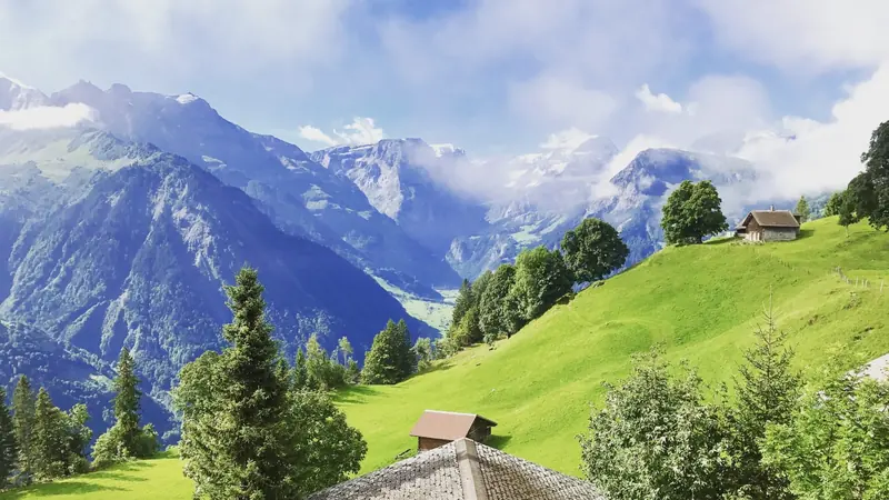 Summer: a green slope with firs and a wooden barn, mountains in the clouds